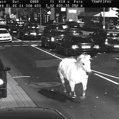 Cavalo no radar