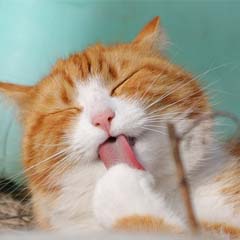 Gato invencível