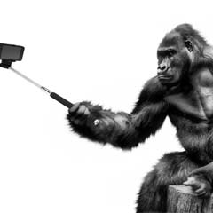 Selfie macaco