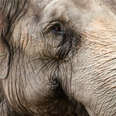Elefante