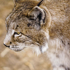 Lince Ibérico