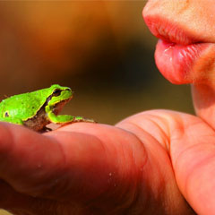 Beijar o sapo