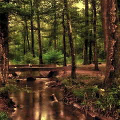 Floresta