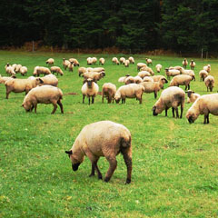 Ovelhas