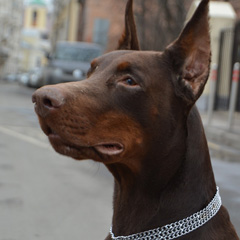 Doberman