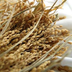 Arroz