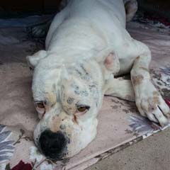 Cão abandonado