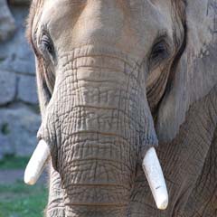 Elefante
