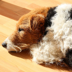 Fox Terrier