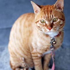 Gato Amarelo