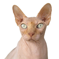 Gato