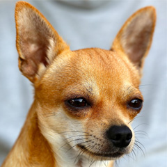 Chihuahua