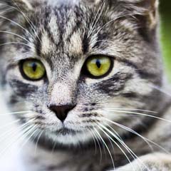 Gato
