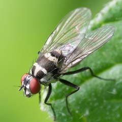 Mosca