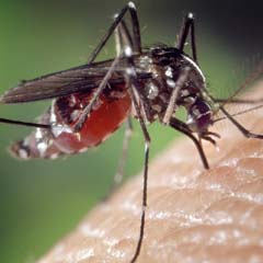 Mosquito