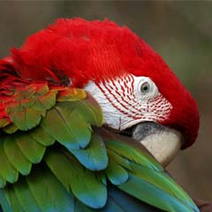 Papagaio
