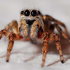Aranha