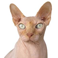 Gato