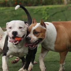 Pitbull