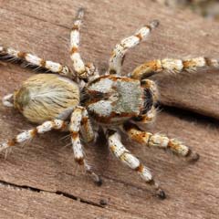 Aranha