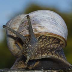 Caracol