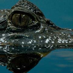 Crocodilo