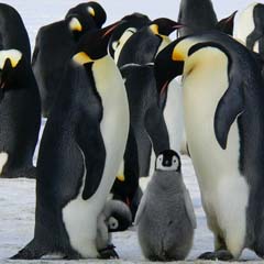 Pinguins