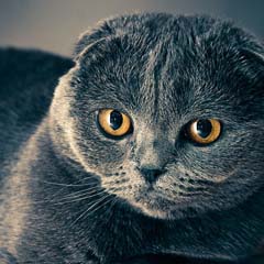 Gato