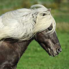 Ponei