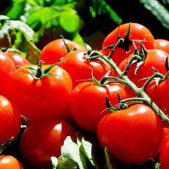 Tomates