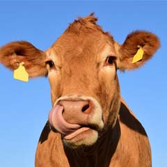 Vaca