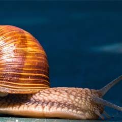 Caracol
