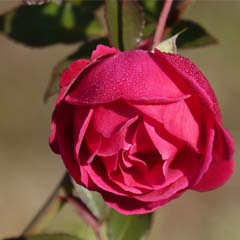 Rosa
