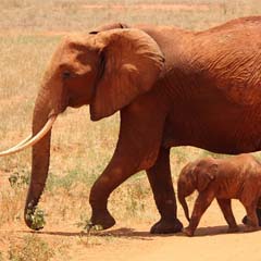 Elefante