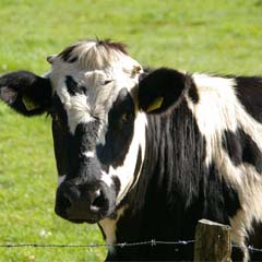 Vaca
