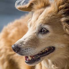 Cão