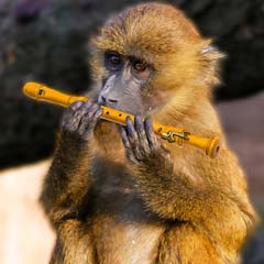 Macaco