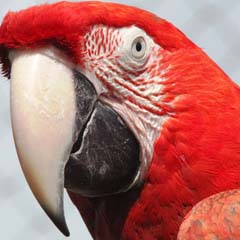 Papagaio