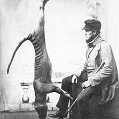 Tigre Tasmânia