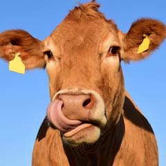 Vaca