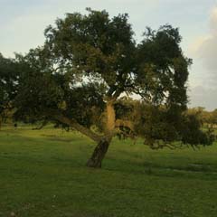 Alentejo