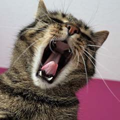 Gato cansado
