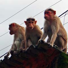 Macacos