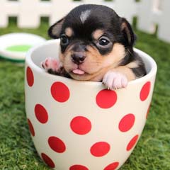 Cachorro