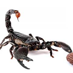 Escorpião