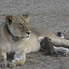 Leoa e Leopardo