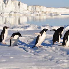 Pinguins