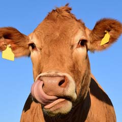 Vaca