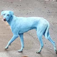 Cães azuis