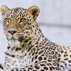 Leopardo